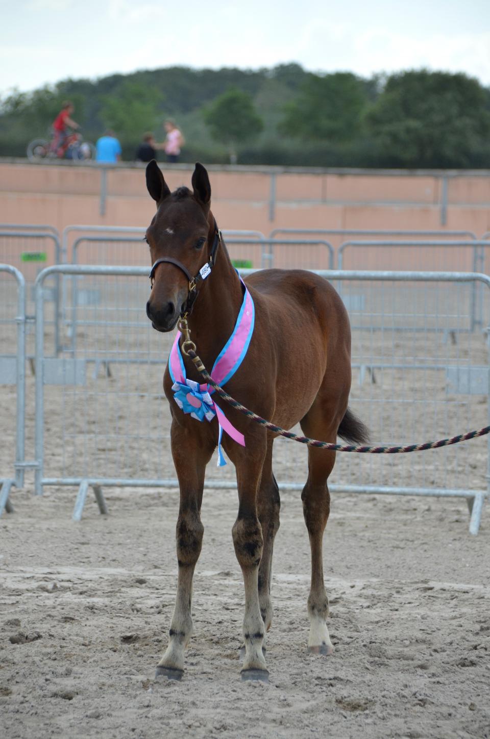 Foal de Cobold Starr - Champion des Mâles