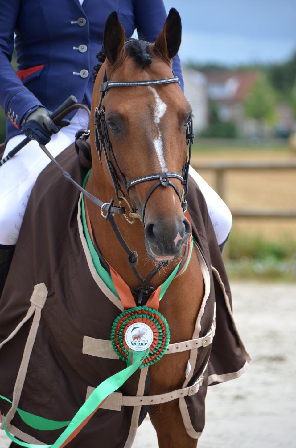Daho du paradis Champion du CIR 4 ans D