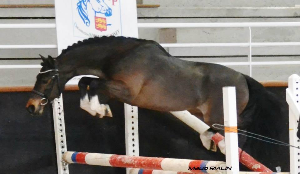 Heros Ter Putte au Haras de Cazals