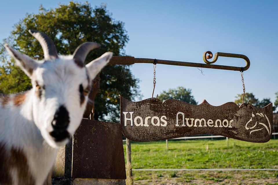 Ulk d'été au Haras NUMENOR