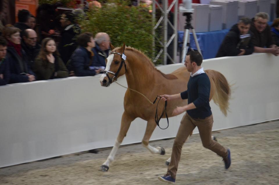 Salon des étalons de St Lô