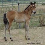 Fantome des Collieres