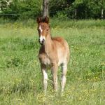 Gibson des Collieres